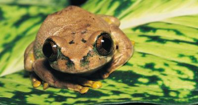 Call to strengthen biosecurity to save amphibians