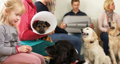Music in the waiting room could relieve anxiety in pets