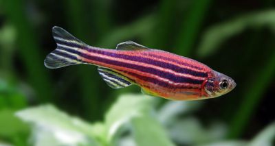 Zebrafish study paves way to new treatments for Parkinson’s