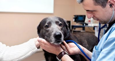 Registrations open for overseas veterinary professionals course