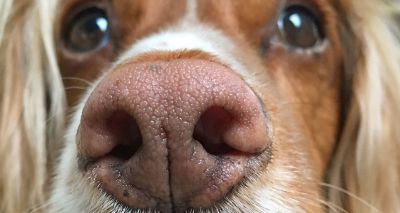 Dogs accurately sniff out cancer in human blood