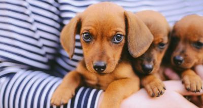 Kennel Club Assured Breeders ‘should be considered low risk’