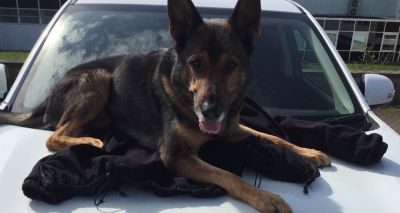 Finn’s Law receives Royal Assent
