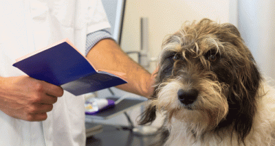 Government urged to tackle puppy smuggling