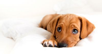 MP brings forward animal welfare proposal