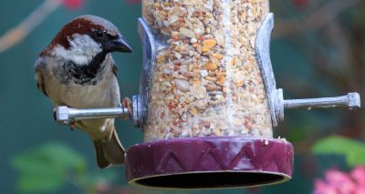 House sparrows tops RSPB Birdwatch survey