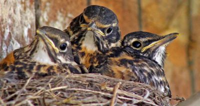 Rising concern over netting to stop birds nesting