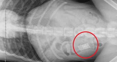 Dog saved after after swallowing Nintendo game