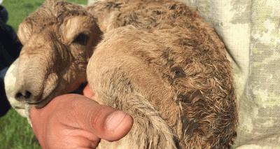 Saiga population doubles in Central Asia