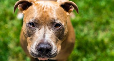 Dog fighting ‘remains rife’, figures reveal