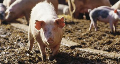ASF detected in Hong Kong slaughterhouse