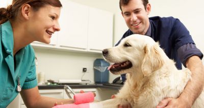 BVA backs new veterinary nurse career pathways