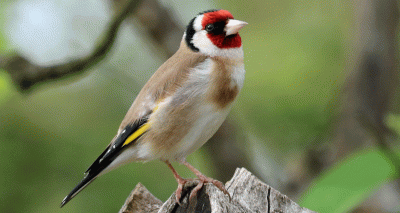 Garden feeding is ‘shaping bird communities’