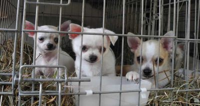 Third party puppy sales set to be banned