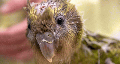 World-first brain surgery performed on kākāpō parrot