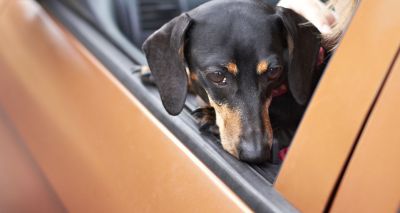 Dogs in hot cars calls reach three-year high