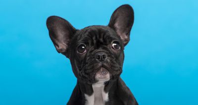 DNA mutation linked to breathing issues in dogs