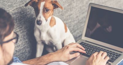 New online guides provide advice for dog owners