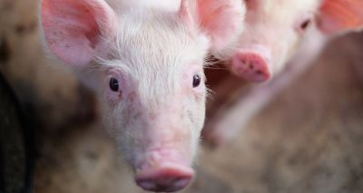 Amazon to change pig 'swill feeding' advert