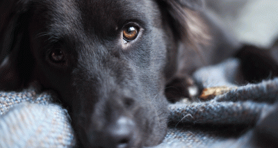 Hampshire vets to offer novel liver shunt procedure