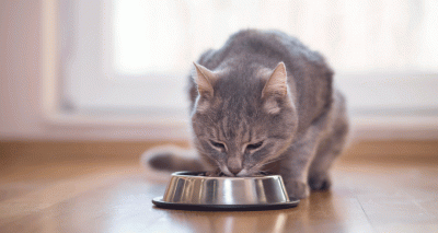 Homemade cat food recipes ‘could be harmful’