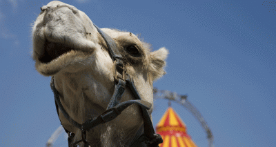 Wild animals to be banned in circuses from 2020