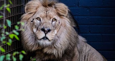 Three lions rescued from ‘Europe’s worst zoo’