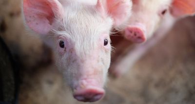 Researchers set to develop African Swine Fever antivirals