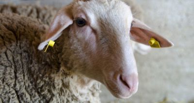 Scientists developing rapid diagnostic test for sheep scab