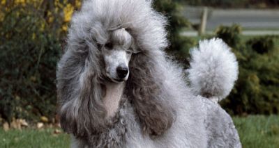 DNA testing scheme for miniature poodles approved