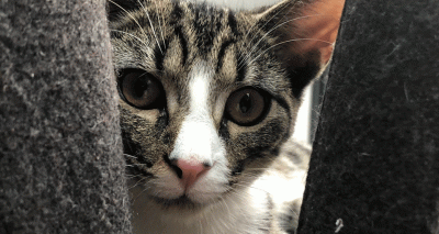 Schoolgirl battles severe anxiety with help from her two kittens