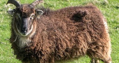 Study highlights survival costs of ewe reproduction