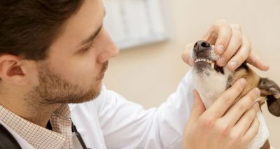Study reveals new insights into dog tooth fractures