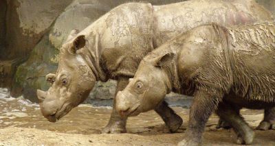 Malaysia's last male Sumatran rhino dies