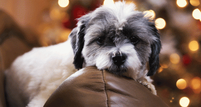 ‘Cocktail party’ effect also applies to dogs - study