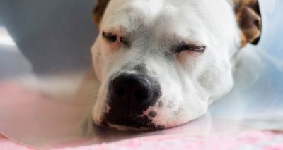 New figures show dog theft is on the rise