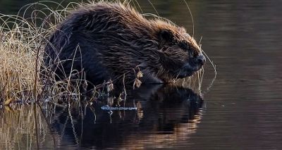 Scottish beavers given protected status