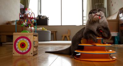 Rise in Asian otters being kept as pets