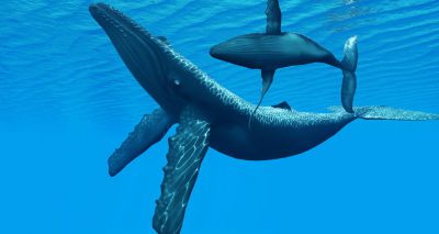 Researchers study potential cancer suppression in cetaceans