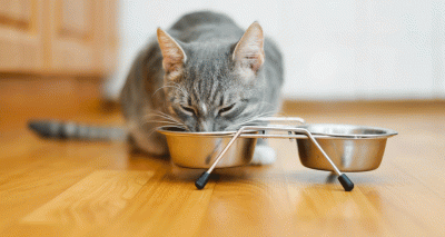 Cat TB cases could be linked to raw pet food