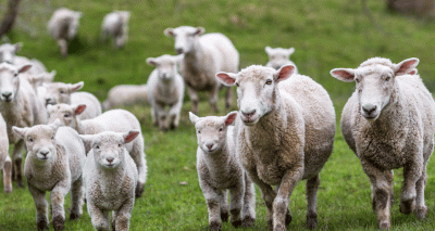 Young lambs at ‘very high’ risk of nematodirus