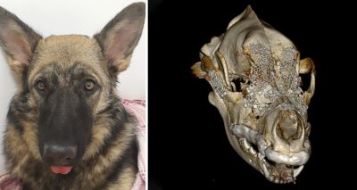 Vets perform life-saving facial reconstruction