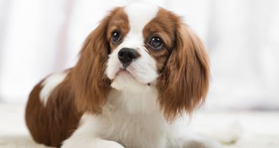 New heart scheme for Cavaliers