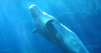 Climate change could be affecting beluga whales’ ability to dive, study finds