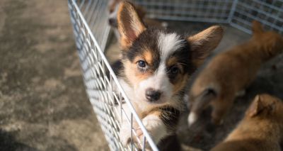 Government urged to review pet travel legislation