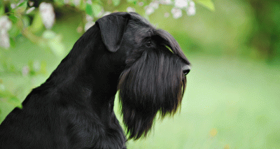 Blinding inherited condition found in giant schnauzers