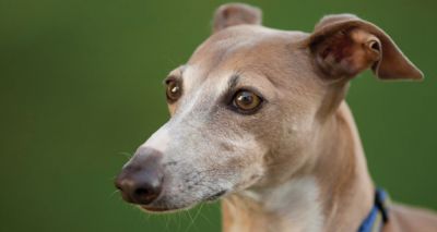 Dogs Trust calls for statutory levy on bookmakers