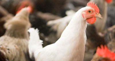 Gene-edited chicken cells prevent spread of avian flu