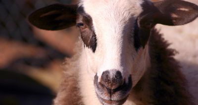 Farmers urged to be on their guard for blowfly strike