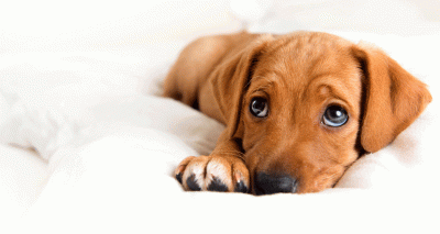 Scientists explain ‘puppy dog eyes’